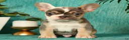 French Bulldog dogs for sale: Mojo - Ad 1