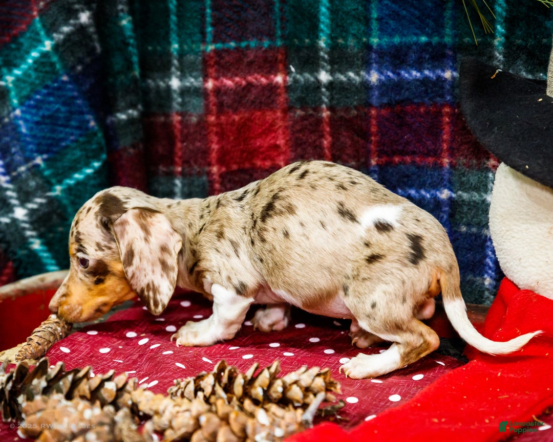 Miniature Dachshund dogs for sale: Ralph - Ad 3