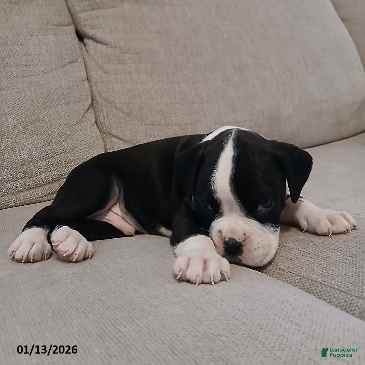 Boxer dogs Lightening - Ad 13