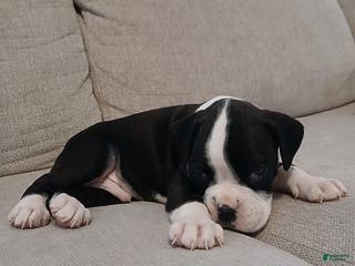 Boxer dogs Lightening - Ad 13