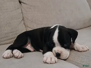 Boxer dogs Lightening - Ad 33