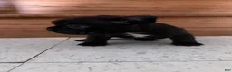 French Bulldog dogs for sale:     Black Frenchie Girl - Ad 1