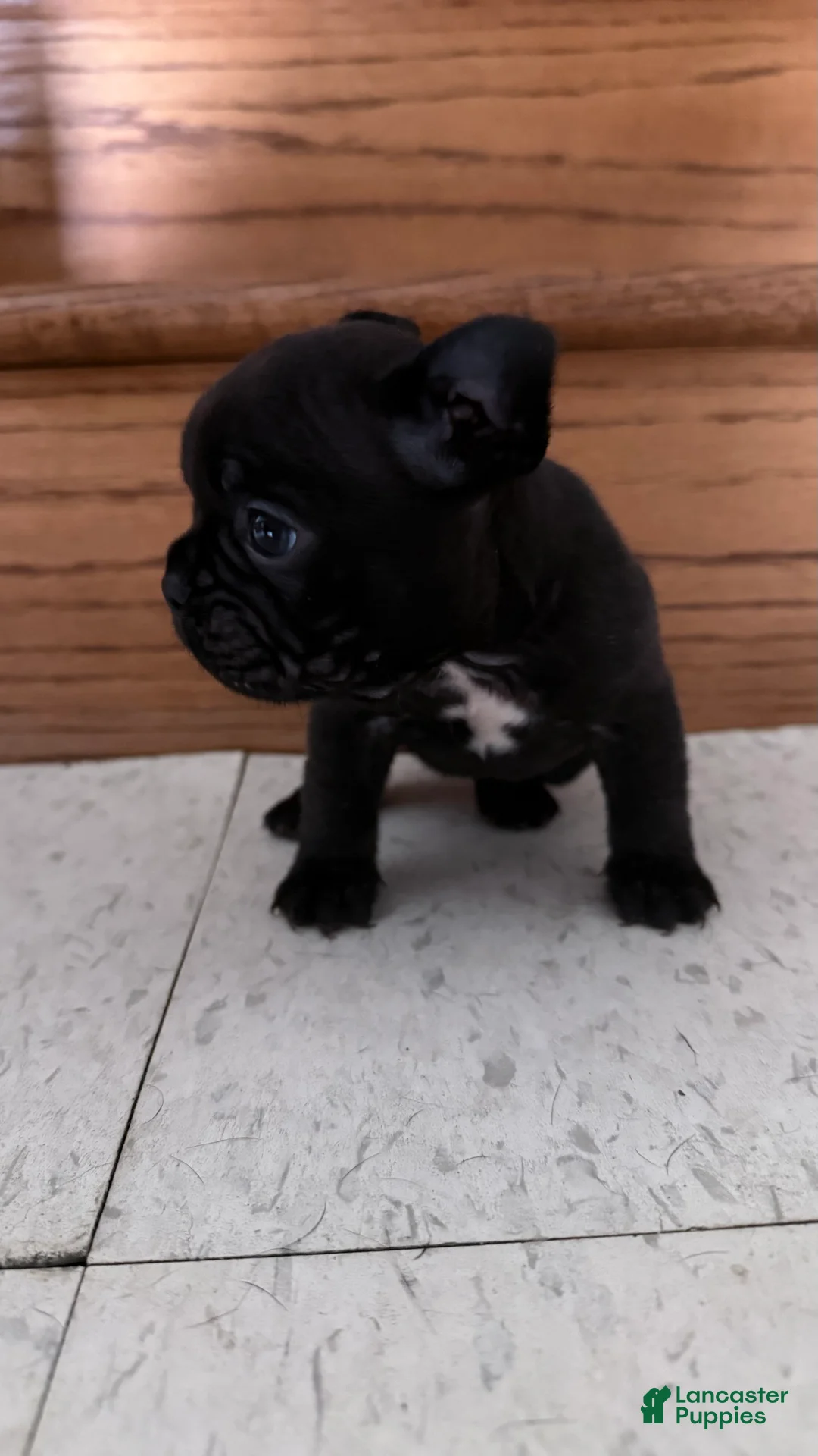 French Bulldog dogs for sale:     Black Frenchie Girl - Ad 1