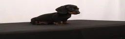 Dachshund dogs for sale: Lenard - Ad 12