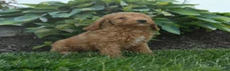Mini Goldendoodle dogs for sale: Napoleon - Ad 1