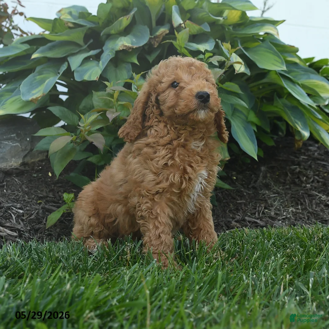 Mini Goldendoodle dogs for sale: Napoleon - Ad 1