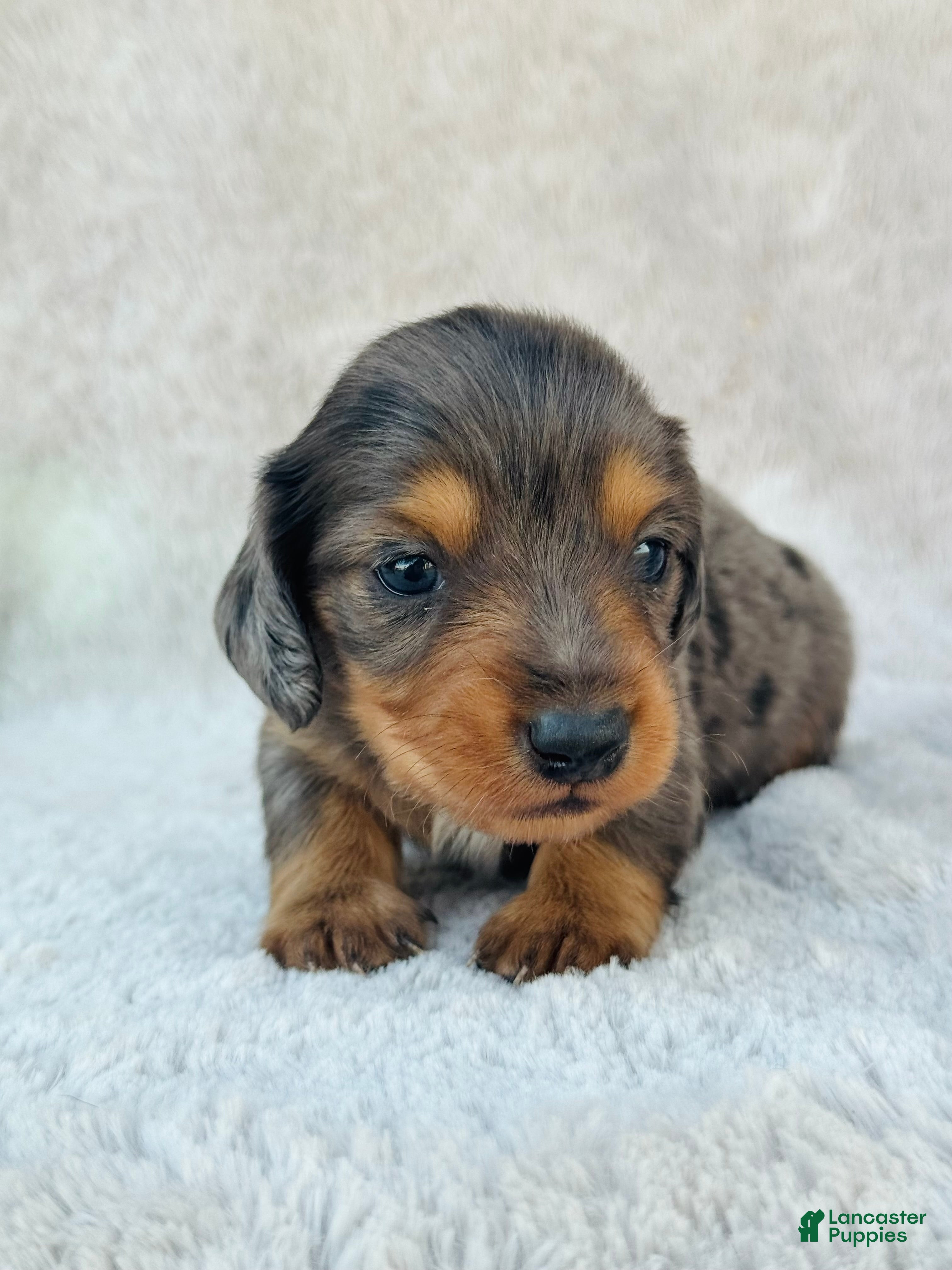 Miniature Dachshund dogs AKC Longhair Dapple Boy Mini Dachshund - Ad 33