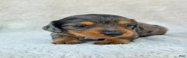 AKC Longhair Dapple Boy Mini Dachshund