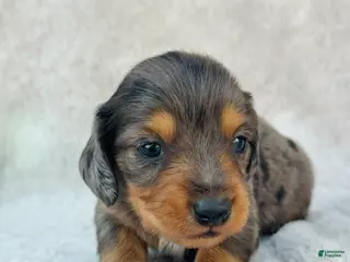Miniature Dachshund dogs AKC Longhair Dapple Boy Mini Dachshund - Ad 33