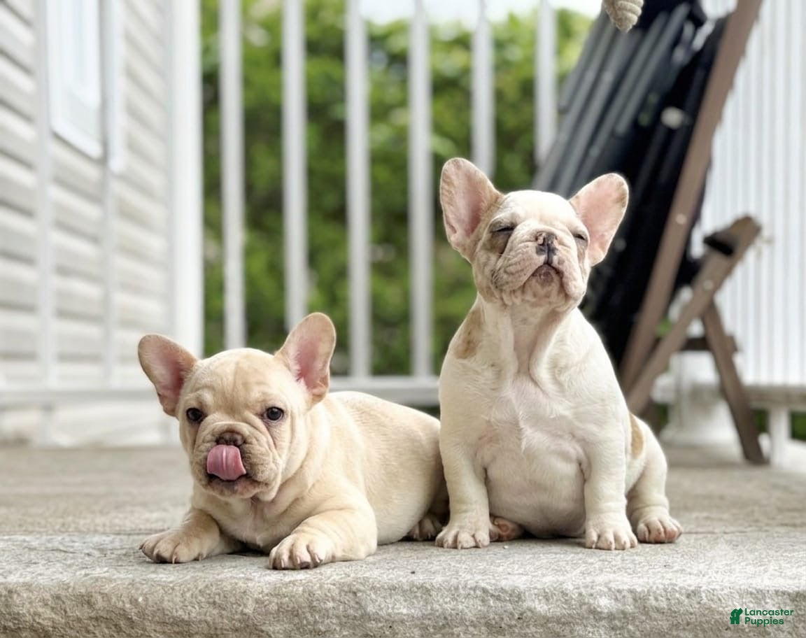 French Bulldog dogs French Bulldog Puppy 2 - Ad 2
