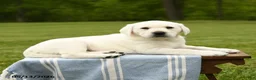 Labrador Retriever dogs for sale: Shelby - Ad 4