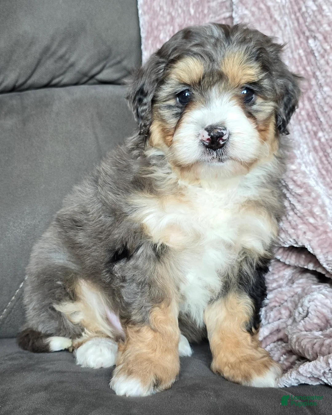 Mini Bernedoodle dogs for sale: Mini Bella - Ad 15