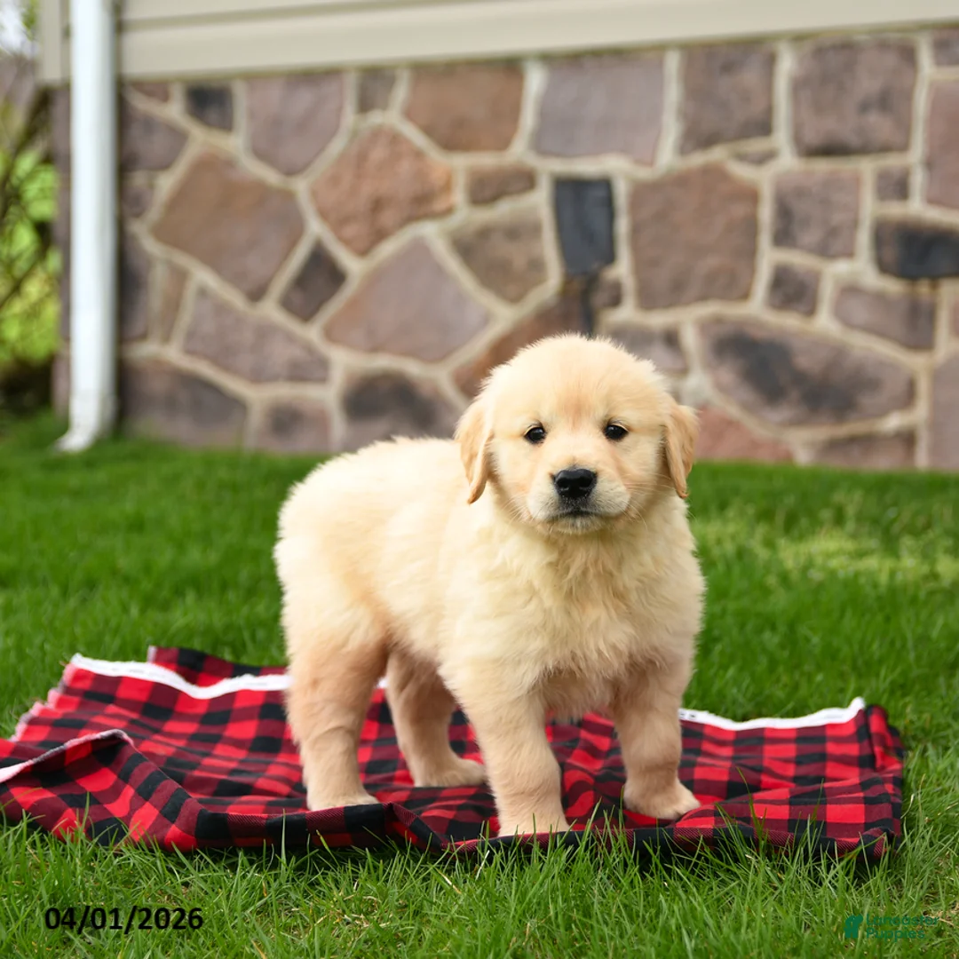 Golden Retriever dogs for sale: Roscoe - Ad 1