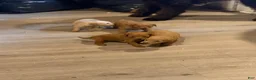 Goldendoodle dogs for sale: Goldendoodle 4 - Ad 10