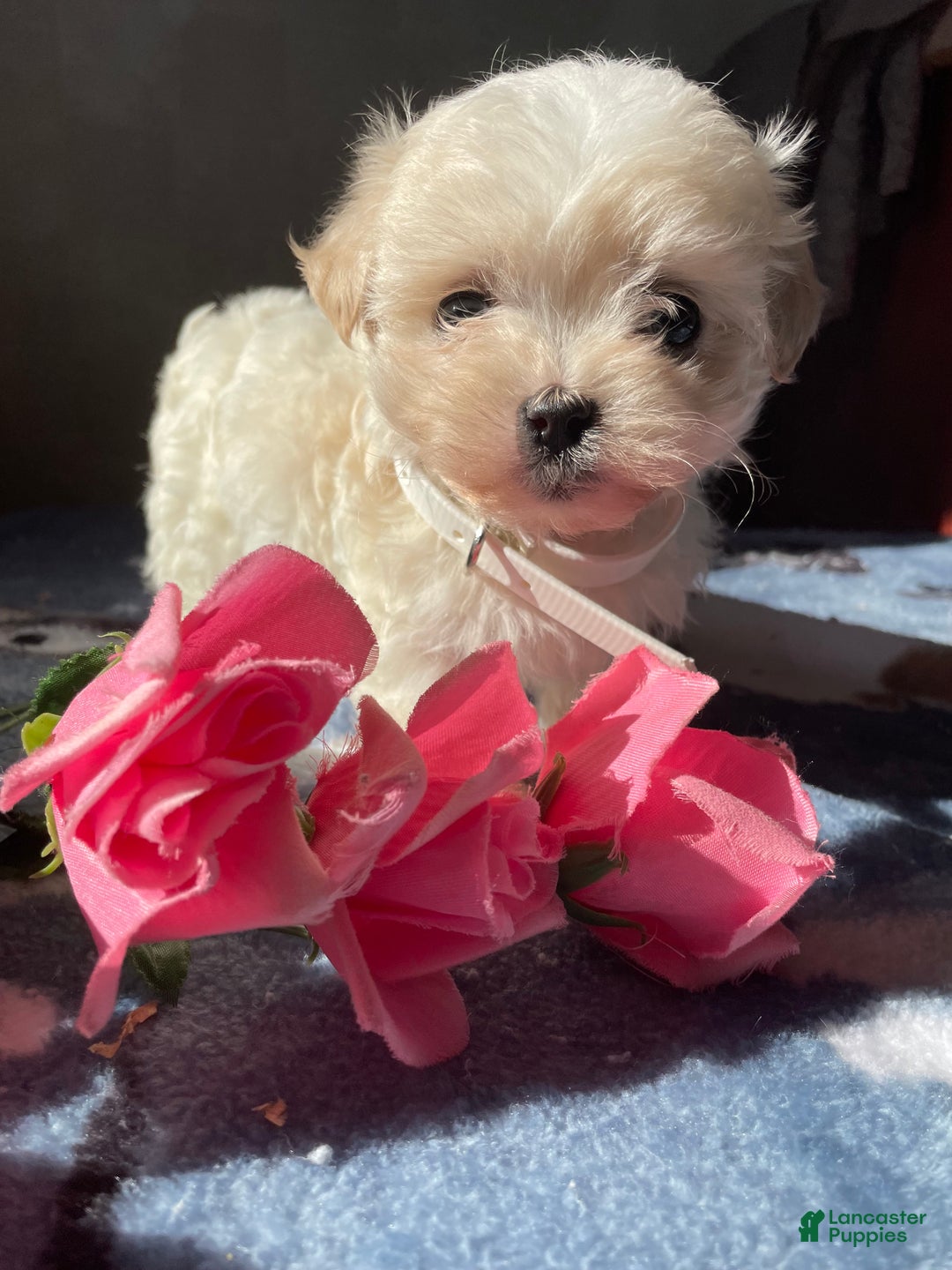 Maltese dogs for sale: Teddy - Ad 4