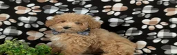Maltipoo dogs for sale: Curtiss  - Ad 1