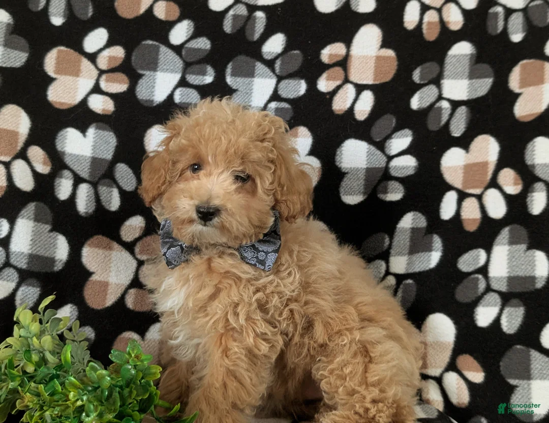 Maltipoo dogs for sale: Curtiss  - Ad 1