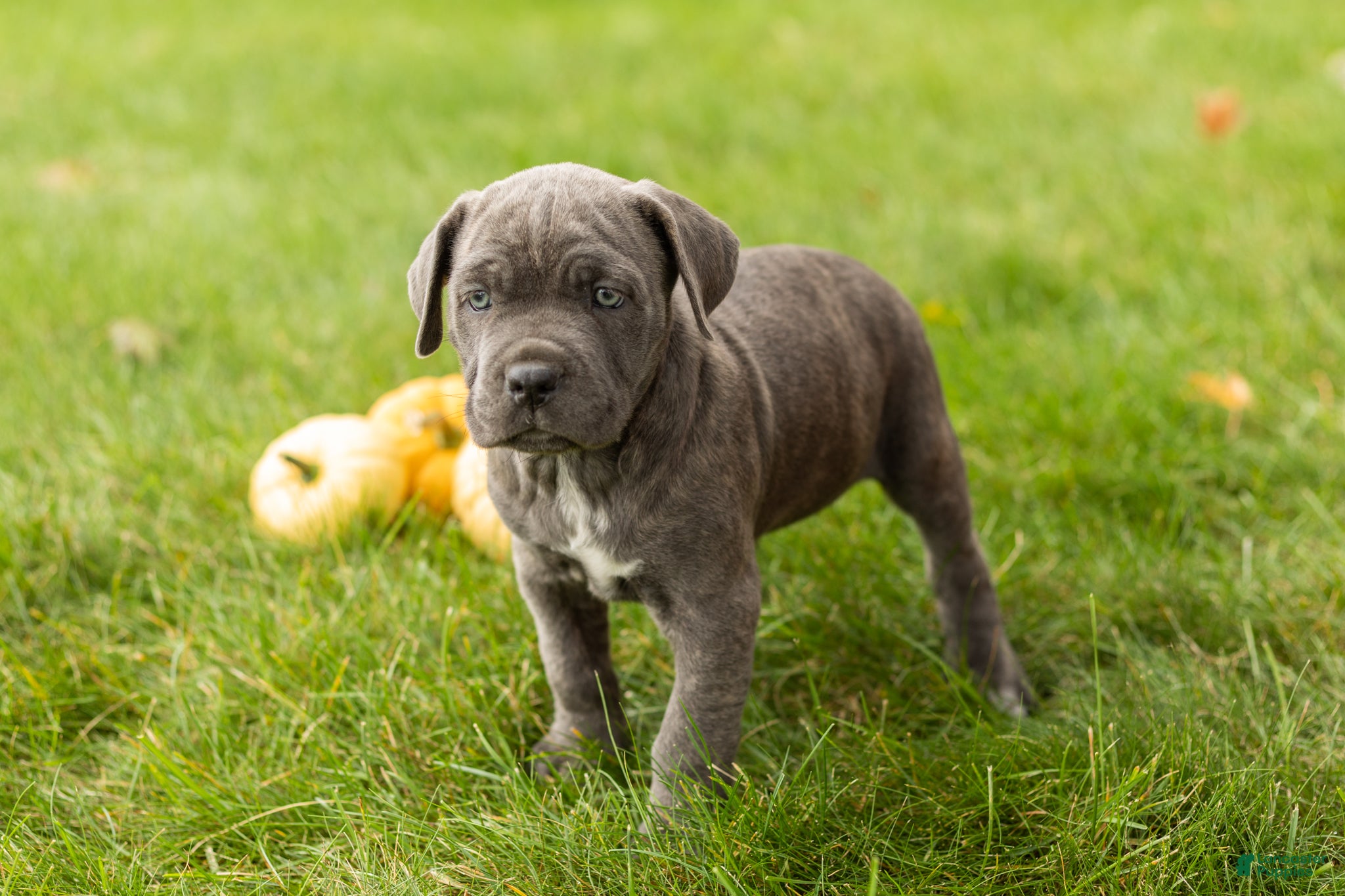 Bonnie (Cane Corso, Female) in Wakarusa, IN