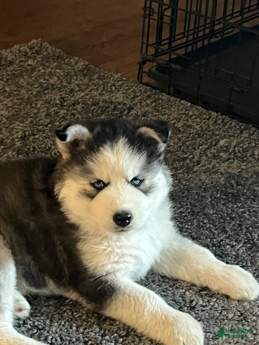 Siberian Husky dogs for sale: Siberian Husky Puppy 2 - Ad 1
