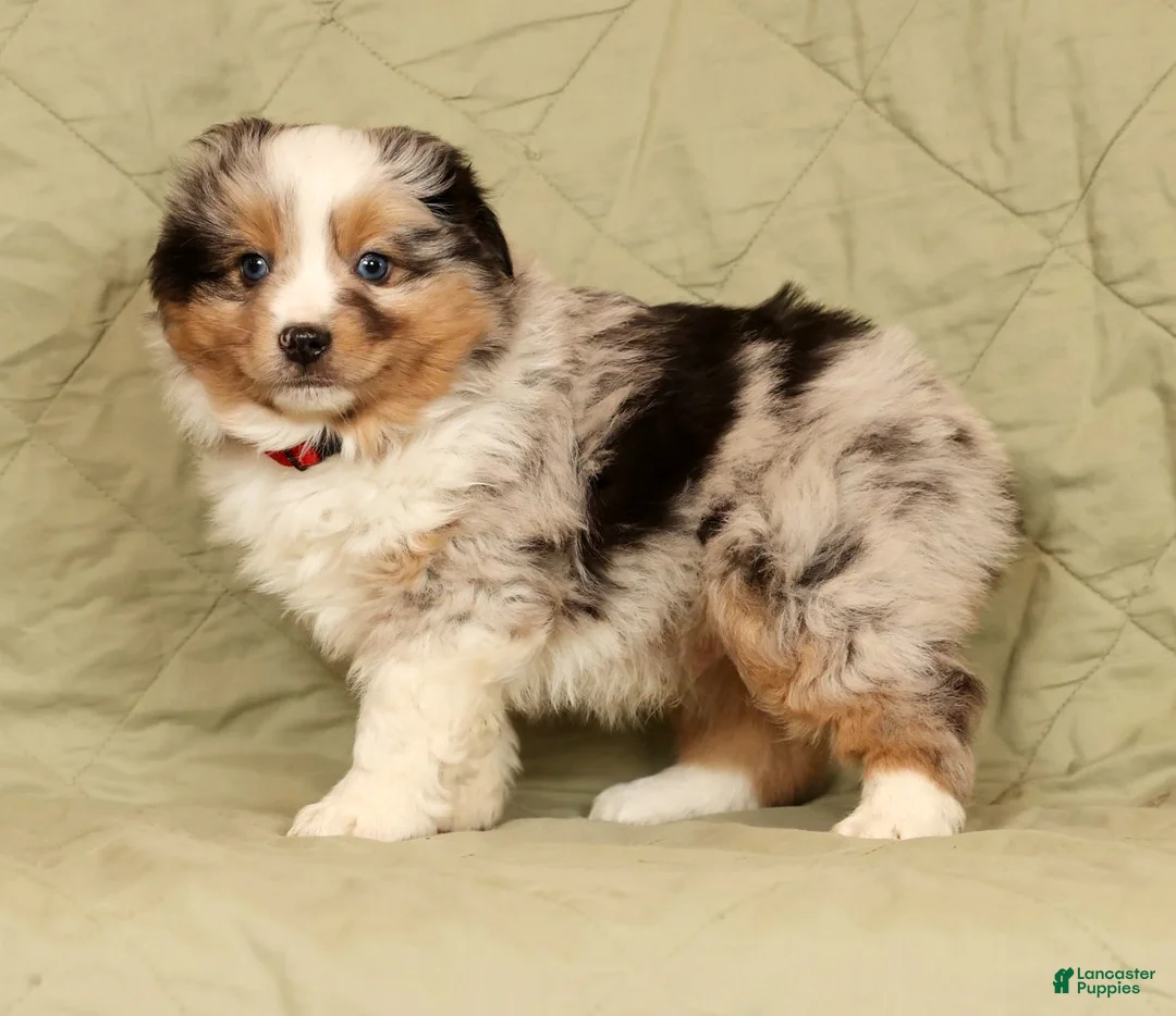 Miniature Australian Shepherd dogs for sale: Diego - Ad 6
