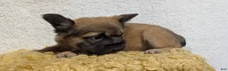 French Bulldog dogs for sale: Olive - Ad 19