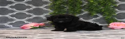 Havapoo dogs for sale: Beth - Ad 3