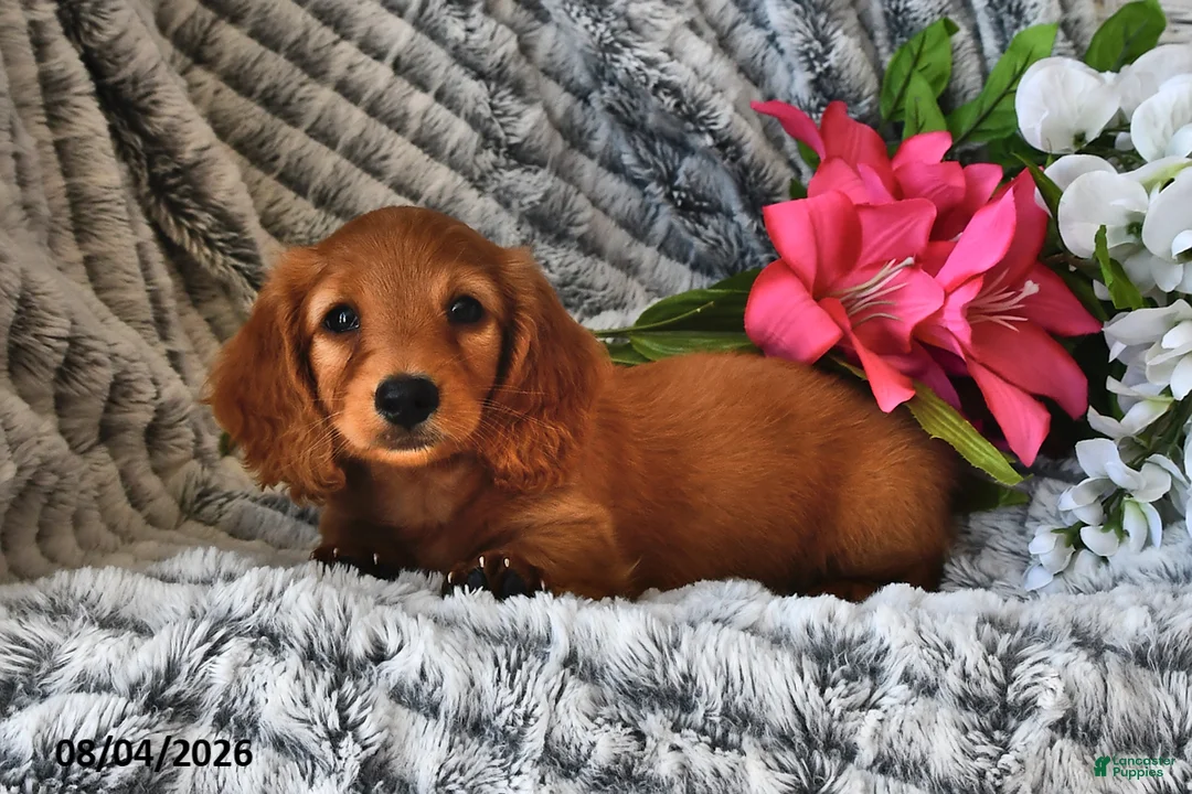 Dachshund dogs for sale: Tanner - Ad 2