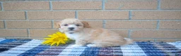 Maltipoo dogs for sale: Flora  - Ad 4