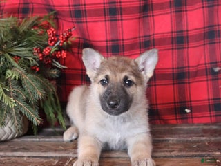German Shepherd dogs for sale: Joy - Ad 1
