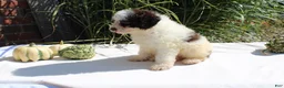 Miniature Poodle dogs for sale: Stella - Ad 7