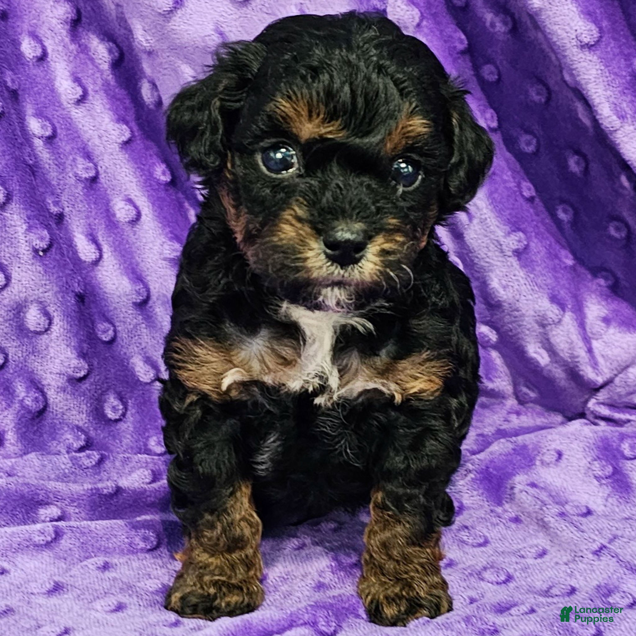 Mixed Breed dogs Davis - Ad 14