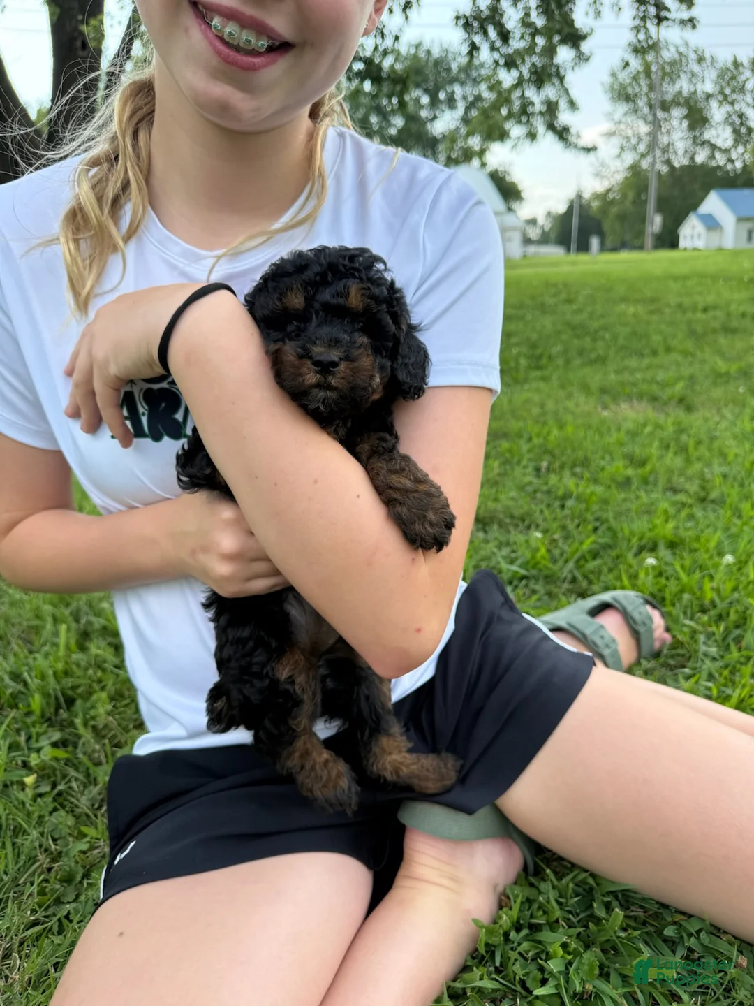 Toy Poodle dogs for sale: Lady - Ad 1