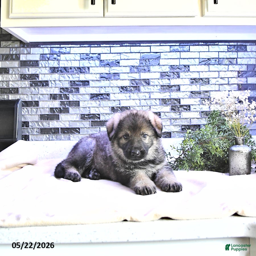 German Shepherd dogs Denver - Ad 2