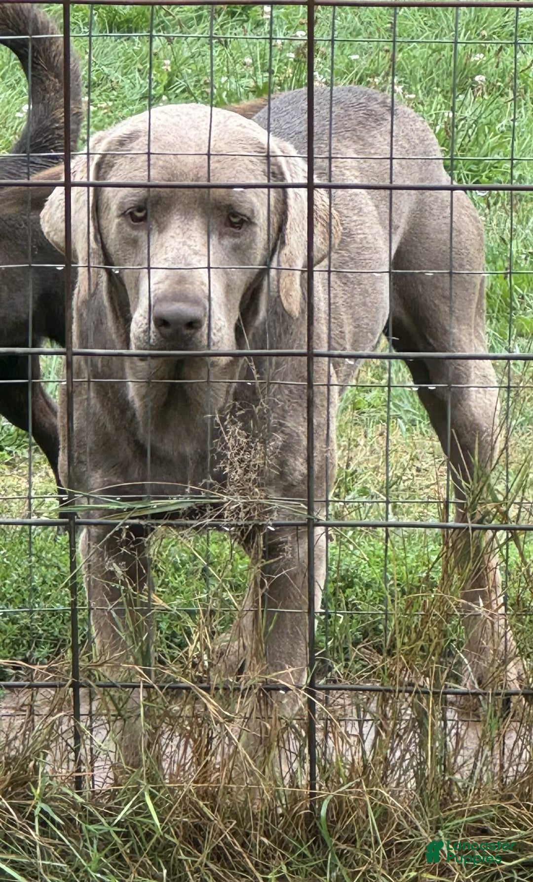 Labrador Retriever dogs for sale: Noel - Ad 15