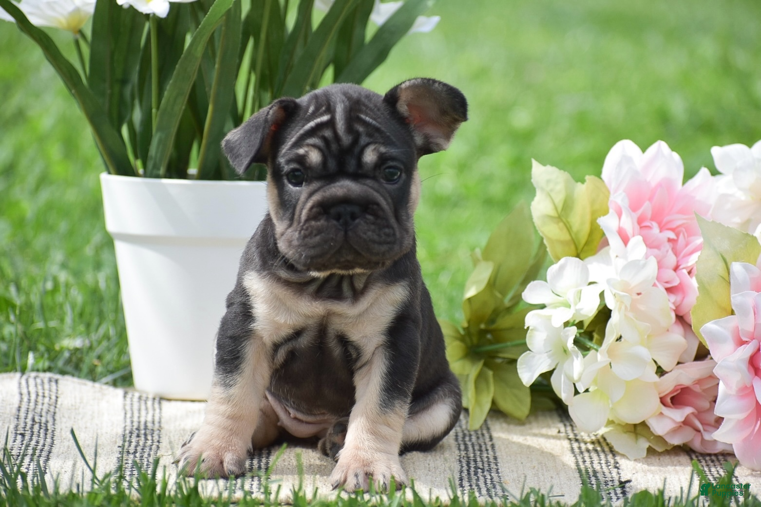 French Bulldog dogs Vespa - Ad 1