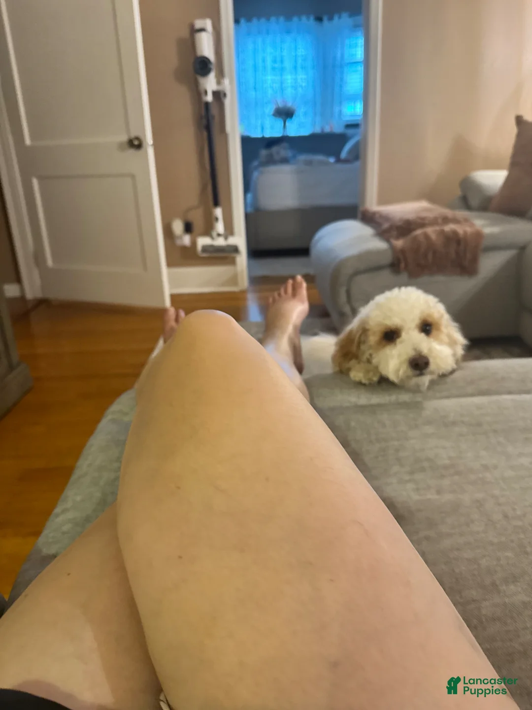 Mini Goldendoodle dogs for sale: Mini Goldendoodle Puppy 1 - Ad 2