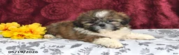 Shih Tzu dogs for sale: Sizzler - Ad 3