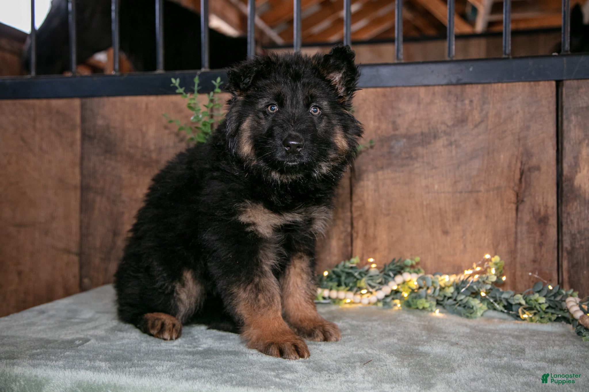German Shepherd dogs Noah - Ad 2