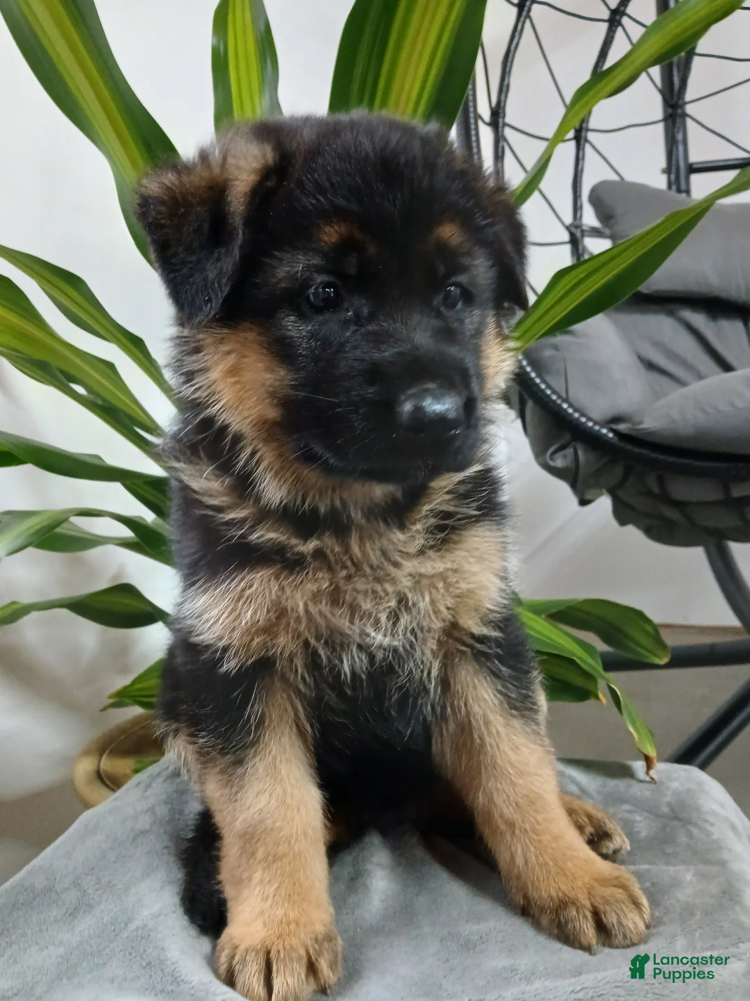 German Shepherd dogs for sale: Zahar - Ad 2
