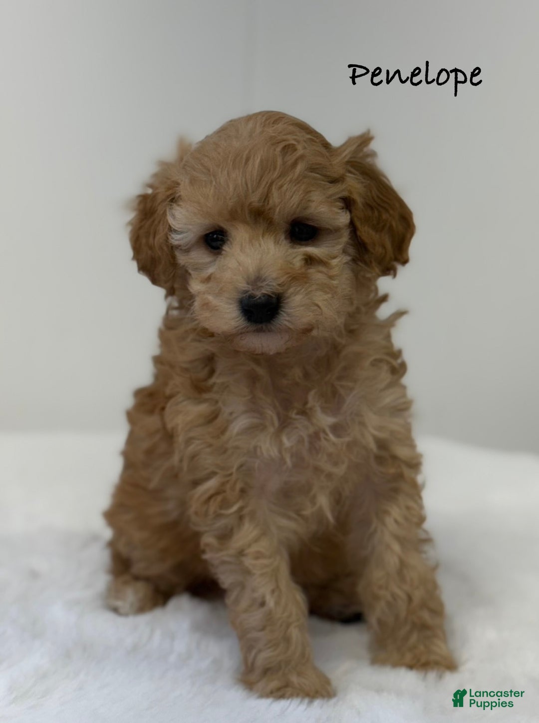 Mini Goldendoodle dogs for sale: Penelope  - Ad 4