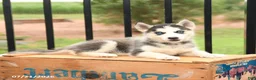 Siberian Husky dogs for sale: Bella   - Ad 4