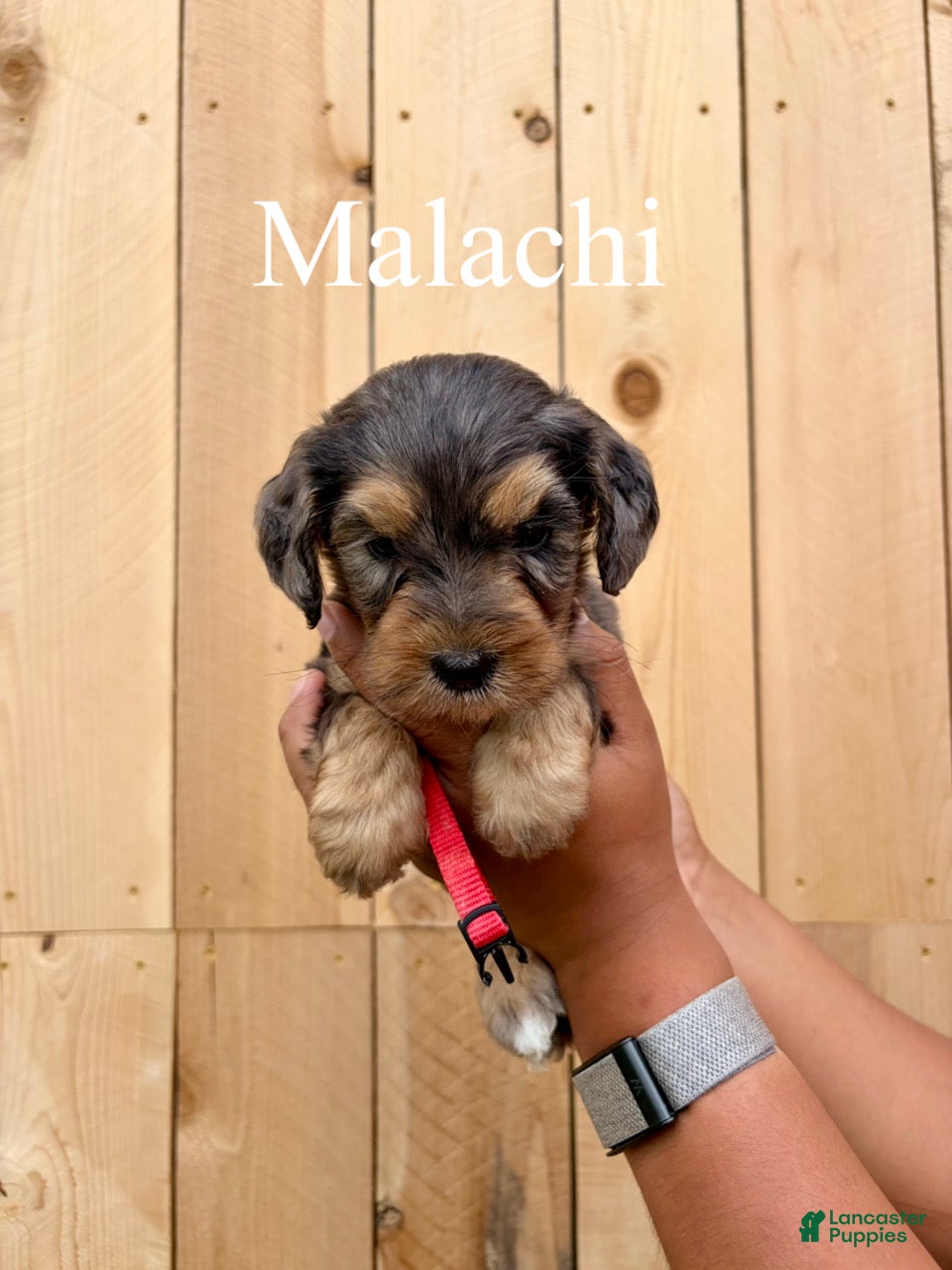Mixed Breed dogs Malachi  - Ad 2
