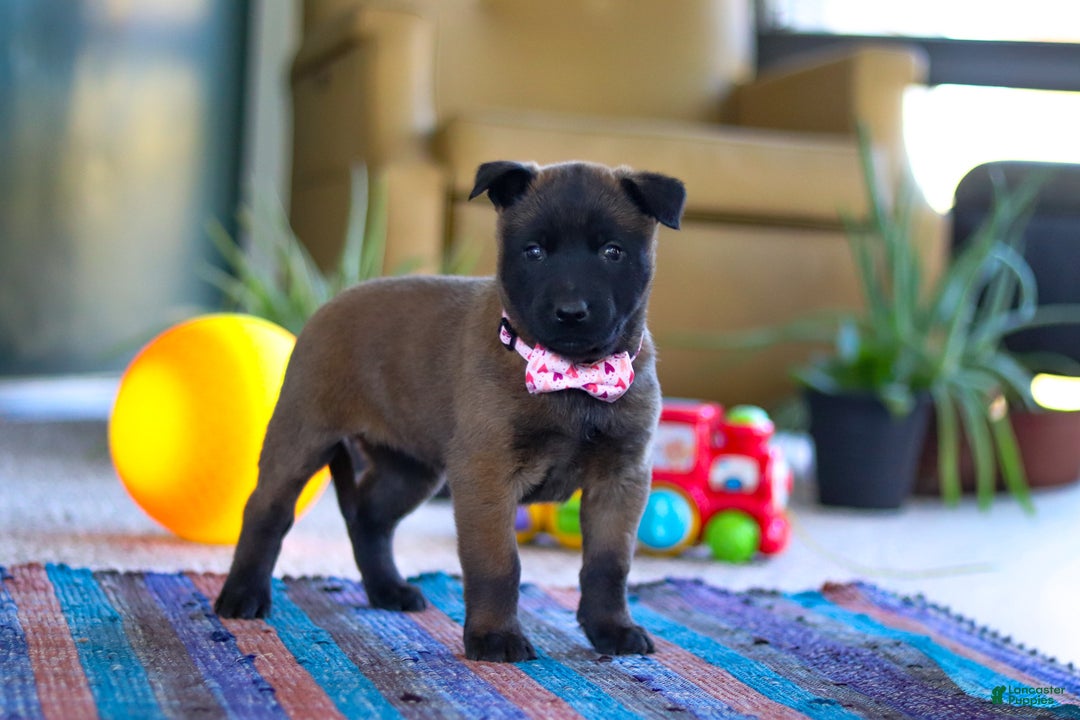 Belgian Malinois dogs for sale: Autumn - Ad 5