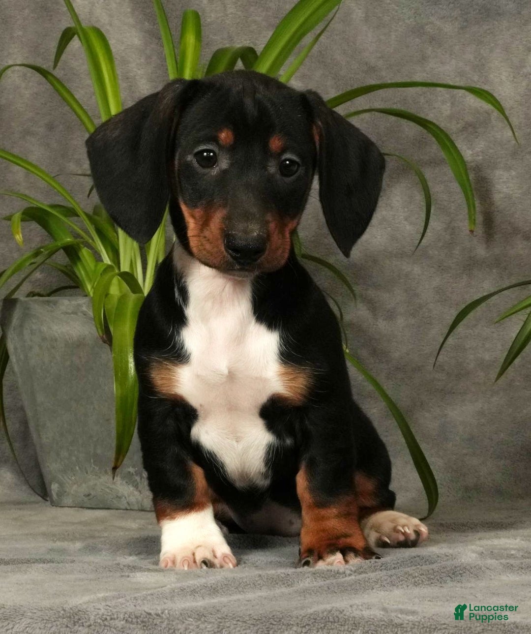 Miniature Dachshund dogs for sale: Skye - Ad 1