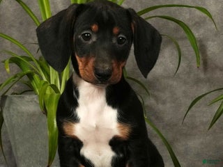 Miniature Dachshund dogs Skye - Ad 23