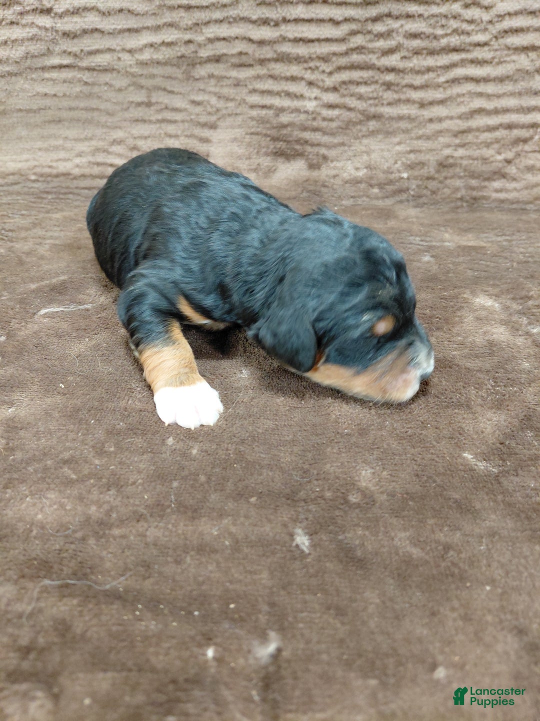 Bernedoodle dogs for sale: Bandit - Ad 11