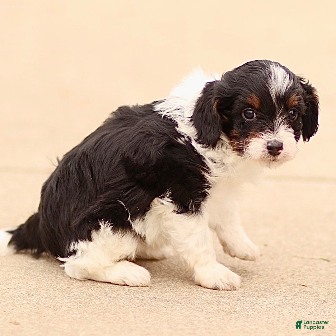 Cavapoo dogs for sale: Darla - Ad 2