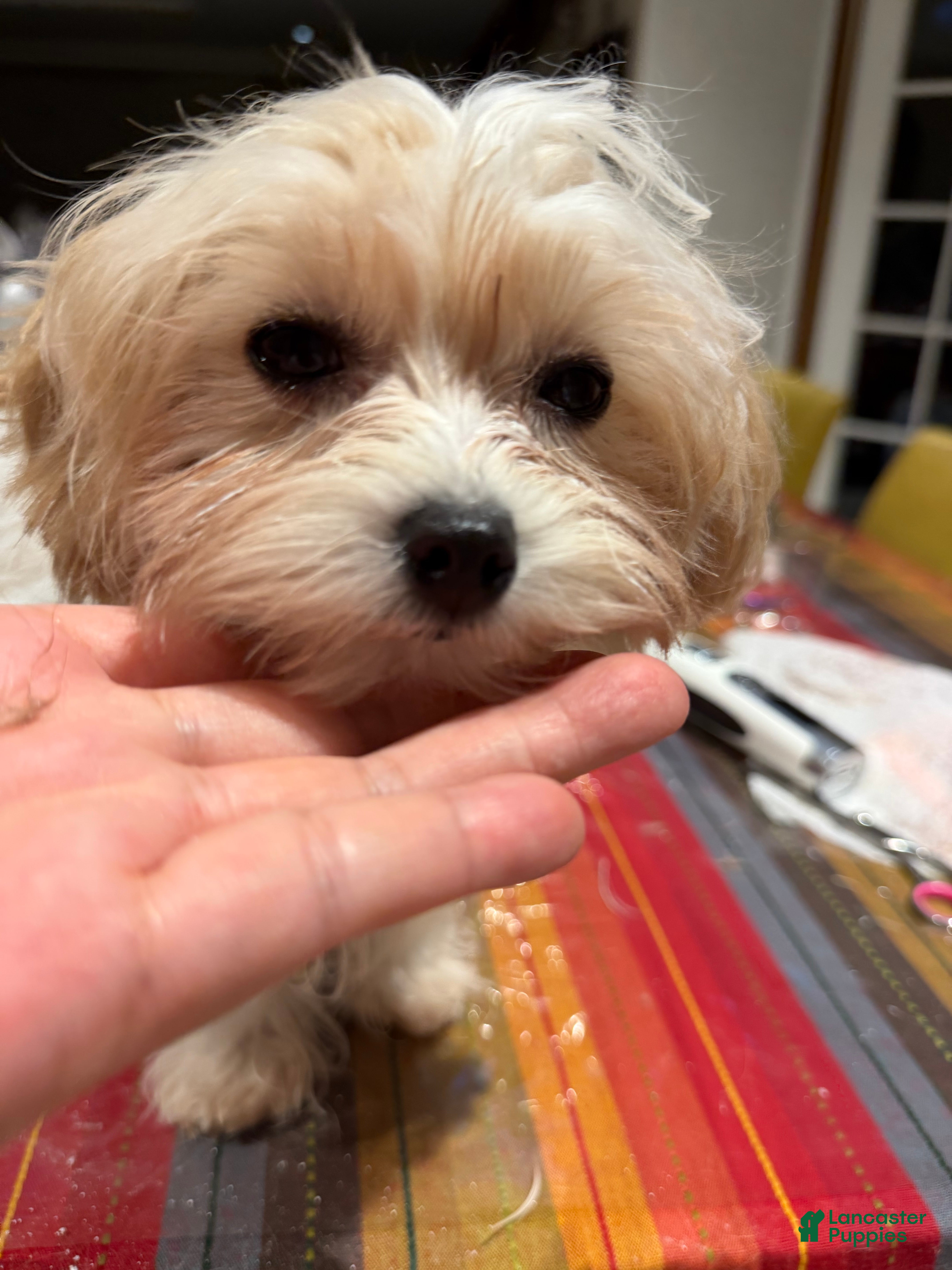 Mixed Breed dogs One - Ad 2