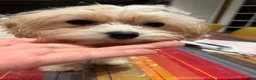Mixed Breed dogs for sale: One - Ad 2