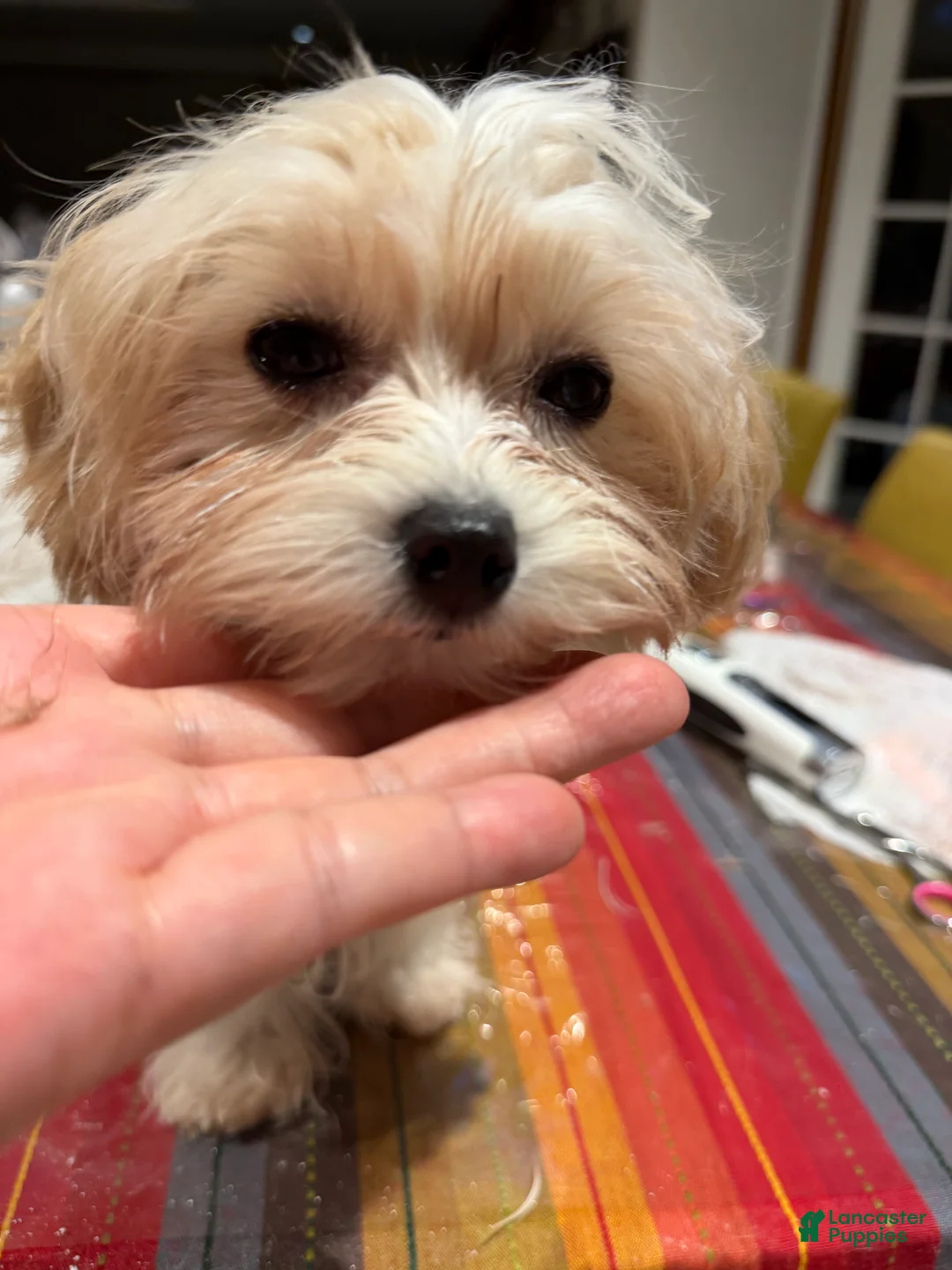 Mixed Breed dogs for sale: One - Ad 2